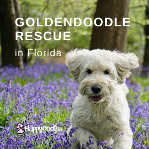 Best Goldendoodle Rescue in Florida (2023) - Happyoodles.com - Title page - White Goldendoodle running in field of flowers. 
