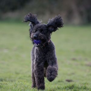 Best Place to Find a Labradoodle Rescue in New York - Black Labradoodle running
