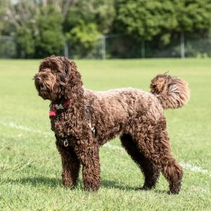 Best Place to Find a Labradoodle Rescue in New York - Brown Labradoodle in park