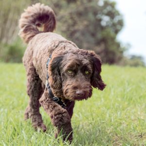 Labradoodle Rescue in Texas - Brown Labradoodle in grass
