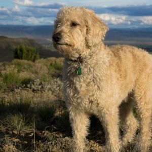 Labradoodle Rescue in Texas - Labradoodle on trail