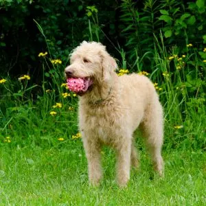 Yellow Labradoodle in field with pink ball. 
