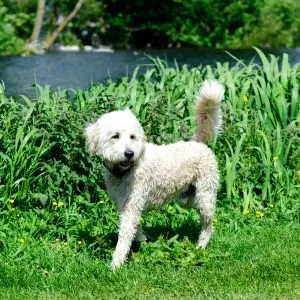 Labradoodle Rescue in Texas - White Labradoodle in grass. 