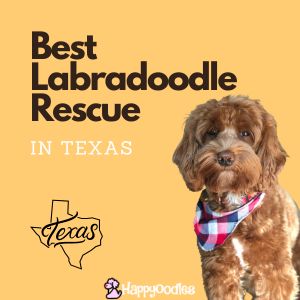 Best Place to Find a Labradoodle Rescue in Texas - title page - Orange background with red Labardoodle and Texas logo. 
