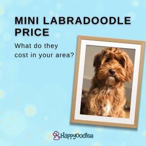 Mini Labradoodle Price: What Do they Cost in 2023? title pic with red mini Labradoodle