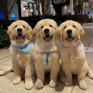 Trio of Goldens sitting together.
