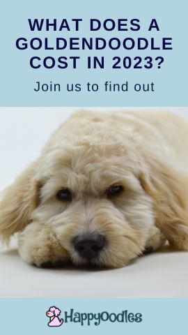 Goldendoodle price - What Does A Goldendoodle Cost in 2023? - Pinterest pin - Happyoodles.com 
