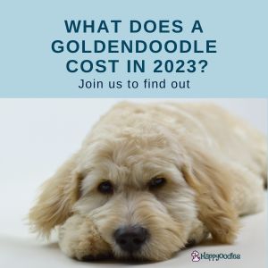 Goldendoodle price - What Does A Goldendoodle Cost in 2023? TP - Happyoodles.com 