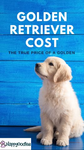 Golden Retriever Cost. the true cost of a Golden Retriever