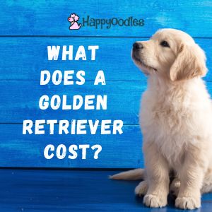 What does a Golden Retriever cost? Happyoodles.com TP