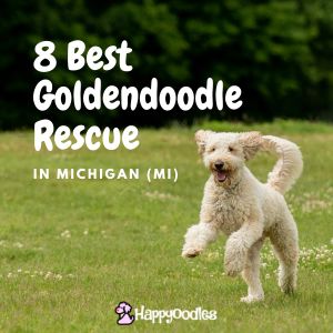 8 Best Goldendoodle Rescue in Michigan (MI) - title pic with Goldendoodle running in yard