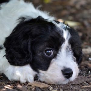 Black and White Puppy