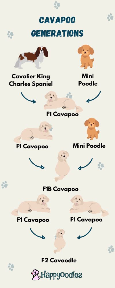 Mini Cavapoo Guide: Cavapoo Generation Chart - Shows breeding for Cavapoo generations.  _ Happyoodles.com

