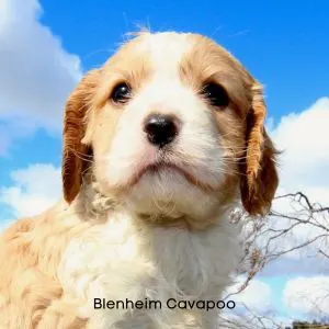 Blenheim colored puppy