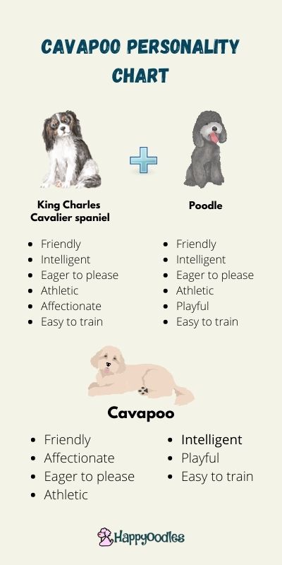 Cavapoo personality chart
