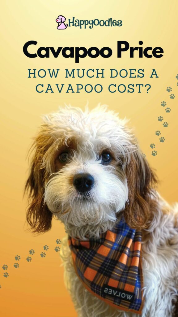 Cavapoo Price: How Much Does A Cavapoo Cost? - Title pin for pinterest
