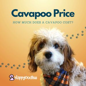 Cavapoo Price: How Much Does A Cavapoo Cost? title pic with ruby and white Cavapoo on the cover