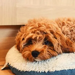Ruby colored cavadoodle