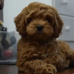 Toy Cavaoodle with brown fur