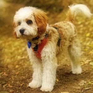 Cavapoo Price: How Much Does A Cavapoo Cost? Cavapoo standing outside.