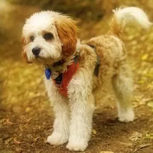 Cavapoo Price: How Much Does A Cavapoo Cost? Cavapoo standing outside.