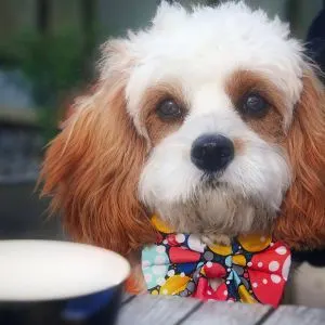 Cavapoo with a bow tie