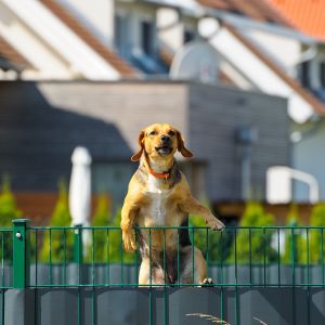 dog climbing fence