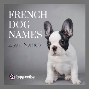 Best French Dog Names: 475+ Names To Choose From - Title pi with french bulldog