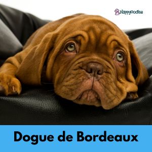 Best French Dog Names: 475+ Names To Choose From - Dogue de Bordeaux