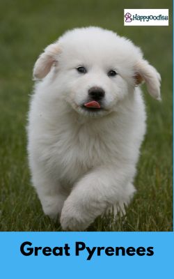 Best French Dog Names: 475+ Names To Choose From - Great Pyrenees puppy running in grass