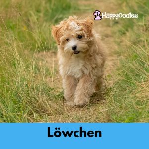 Lowchen puppy in field