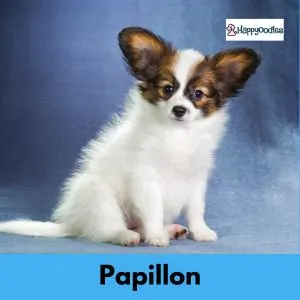 Papillon puppy on blue background