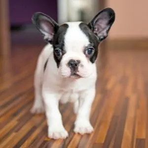 French Bulldog puppy white with black ears
