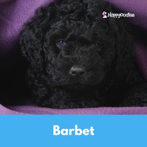 Barbet puppy 