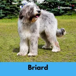 Briard standing in field