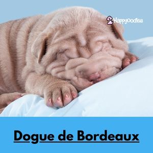 Dogue de bordeaux puppy sleeping