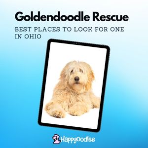 Goldendoodle Rescue in Ohio: 8 Best Rescues in 2023 - title page