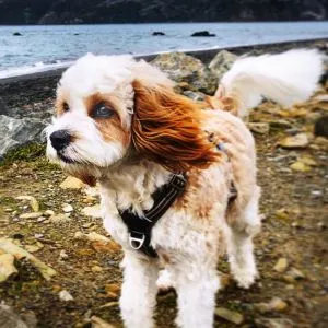 Cavapoo with long feathered tail on shore line
