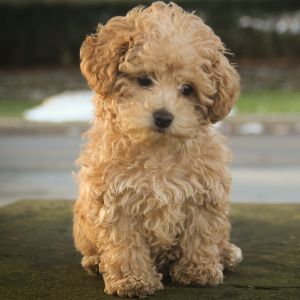 Poodle puppy looking down