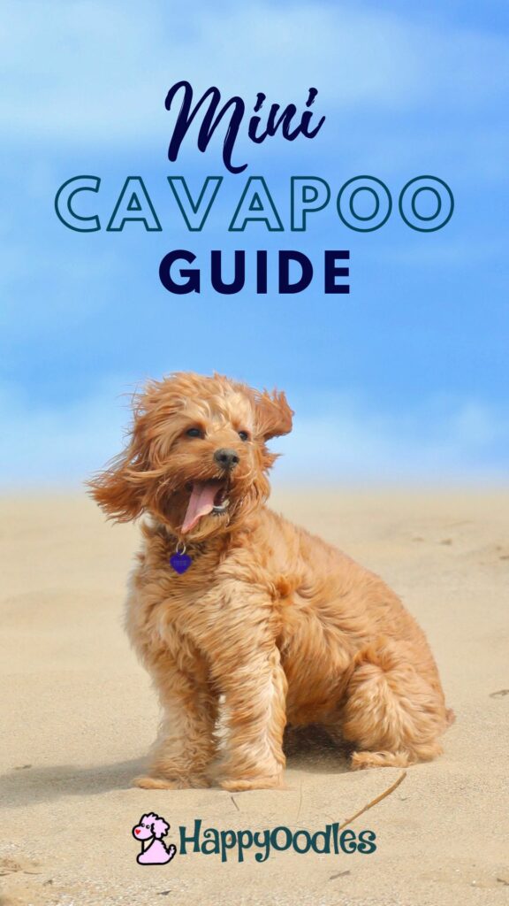 Mini Cavapoo Guide: With 8 Little Known Facts (TP) Pinterest Pin