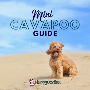Mini Cavapoo Guide: With 8 Little known Facts about the Cavapoo - Title Image with Cavapoo on the beach