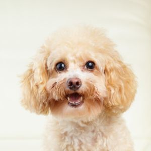 Cream colored poodle staring at camera