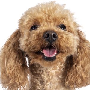 Poodle rescue in Florida - Happy poodle smiling