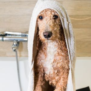 Poodle after bath with towel on head