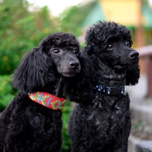 Two Black poodles sitting next to each other. 