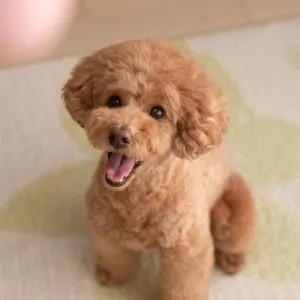 Cute mini poodle sitting