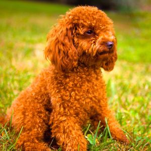 Small red poodle in grass