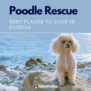 Poodle Rescue in Florida- 7 Best Places to Look