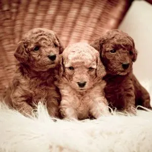 Poodle Rescue in Florida - Trio of Poodle puppies in basket