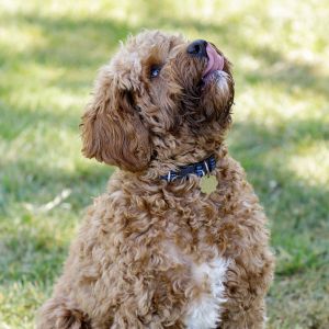 Cavapoo price - What does a Cavapoo cost? - Happyoodles.com Tan and white Cavapoo